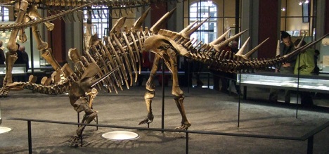 Kentrosaurus in the Museum f&uuml;r Naturkunde